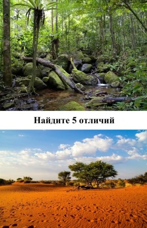сравнение биомассы пустыни калахари и тропического леса питание животных