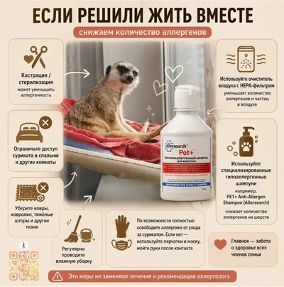 Как жить с сурикатом при аллергии Как снизить количество аллергенов при совместном проживании с сурикатом