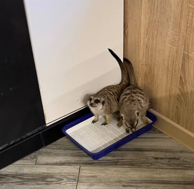 Приучение суриката к туалету