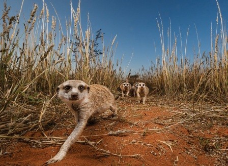 Что едят сурикаты в природе