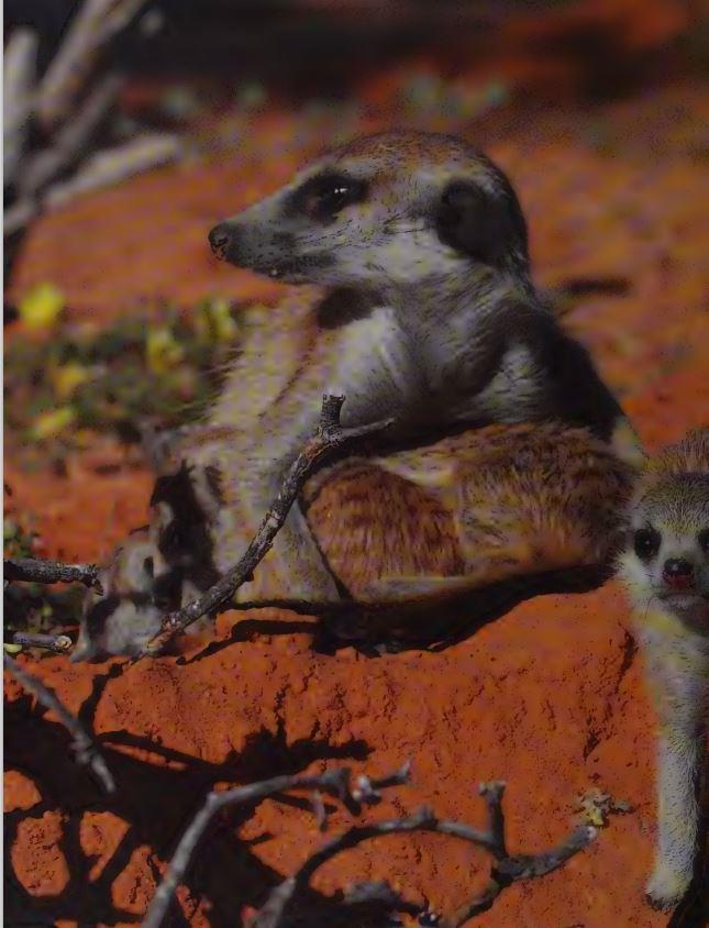 Meerkat Manor: Flower of the Kalahari (book-photo)