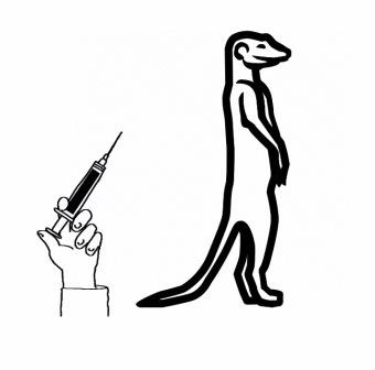 Как вакцинировать суриката