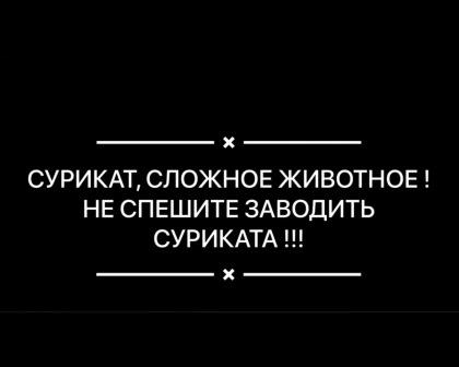 Сурикат - сложный зверь, не спешите заводить
